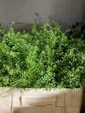 Greenbell
