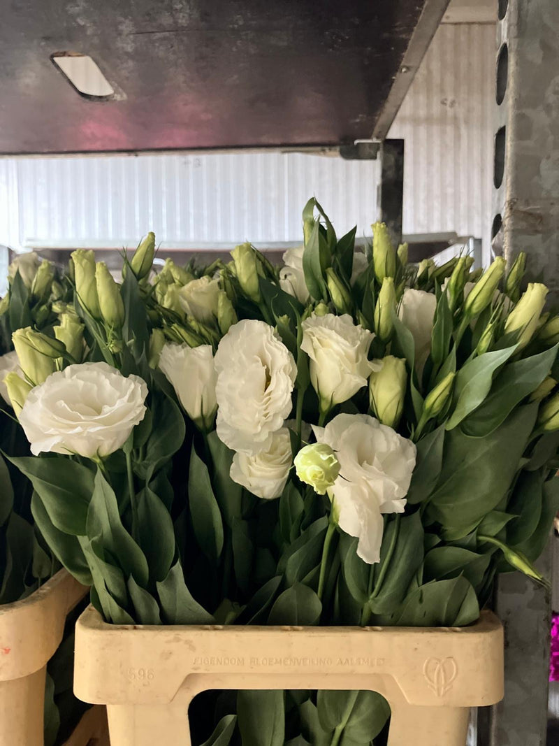 Lisianthus