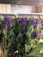 Lisianthus