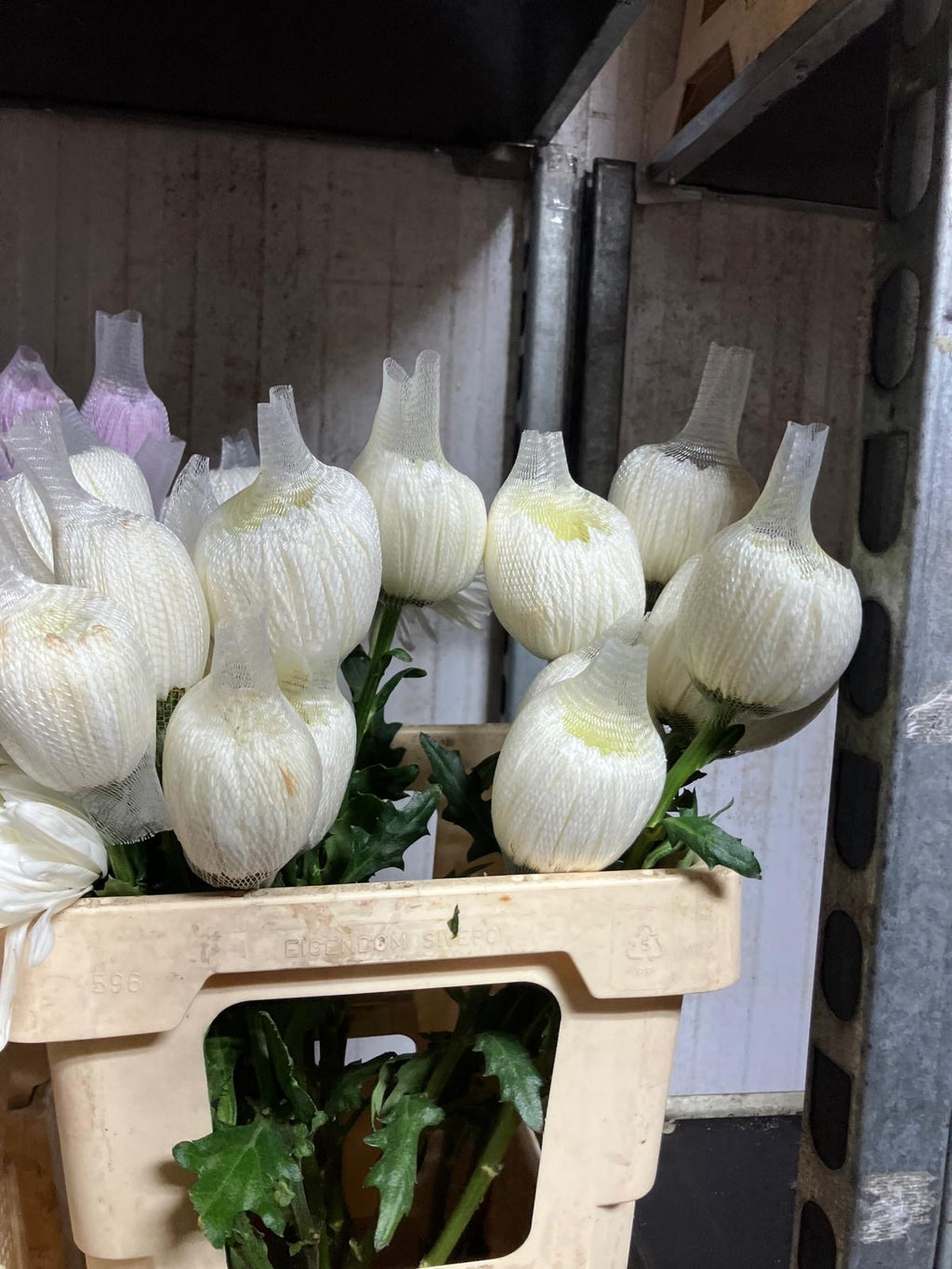 Chrysanthemum