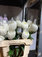 Chrysanthemum
