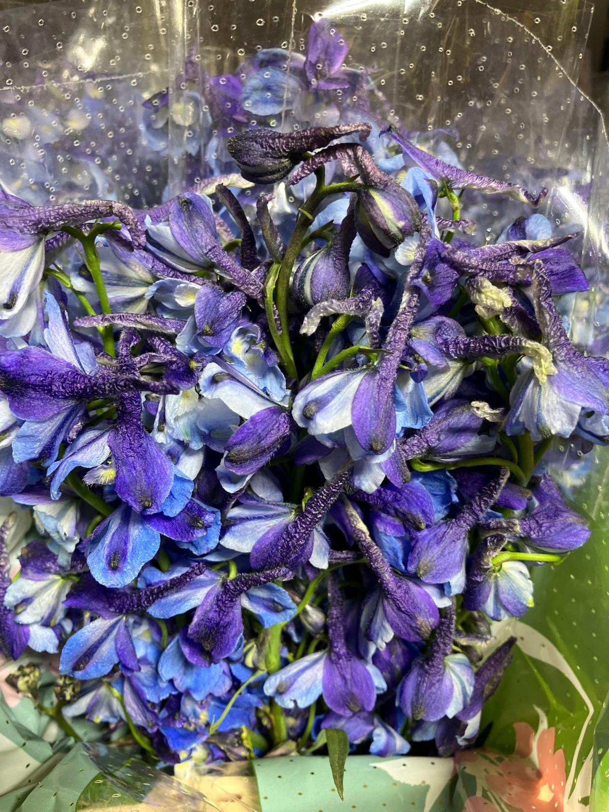 Delphinium