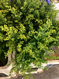 Solidago