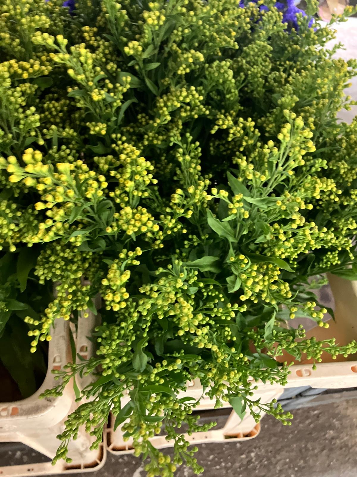 Solidago