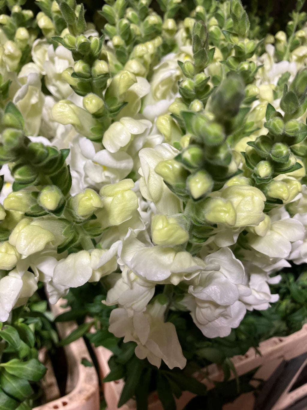 Snapdragon