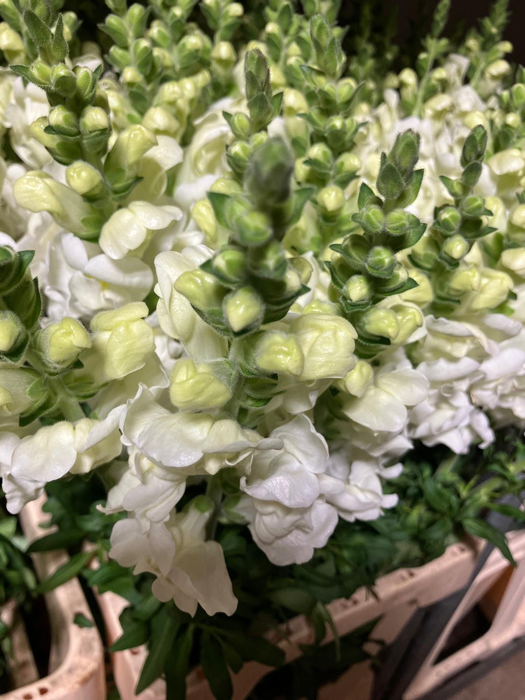 Snapdragon