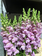 Snapdragon