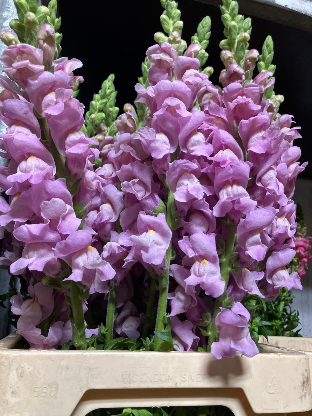 Snapdragon