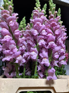 Snapdragon