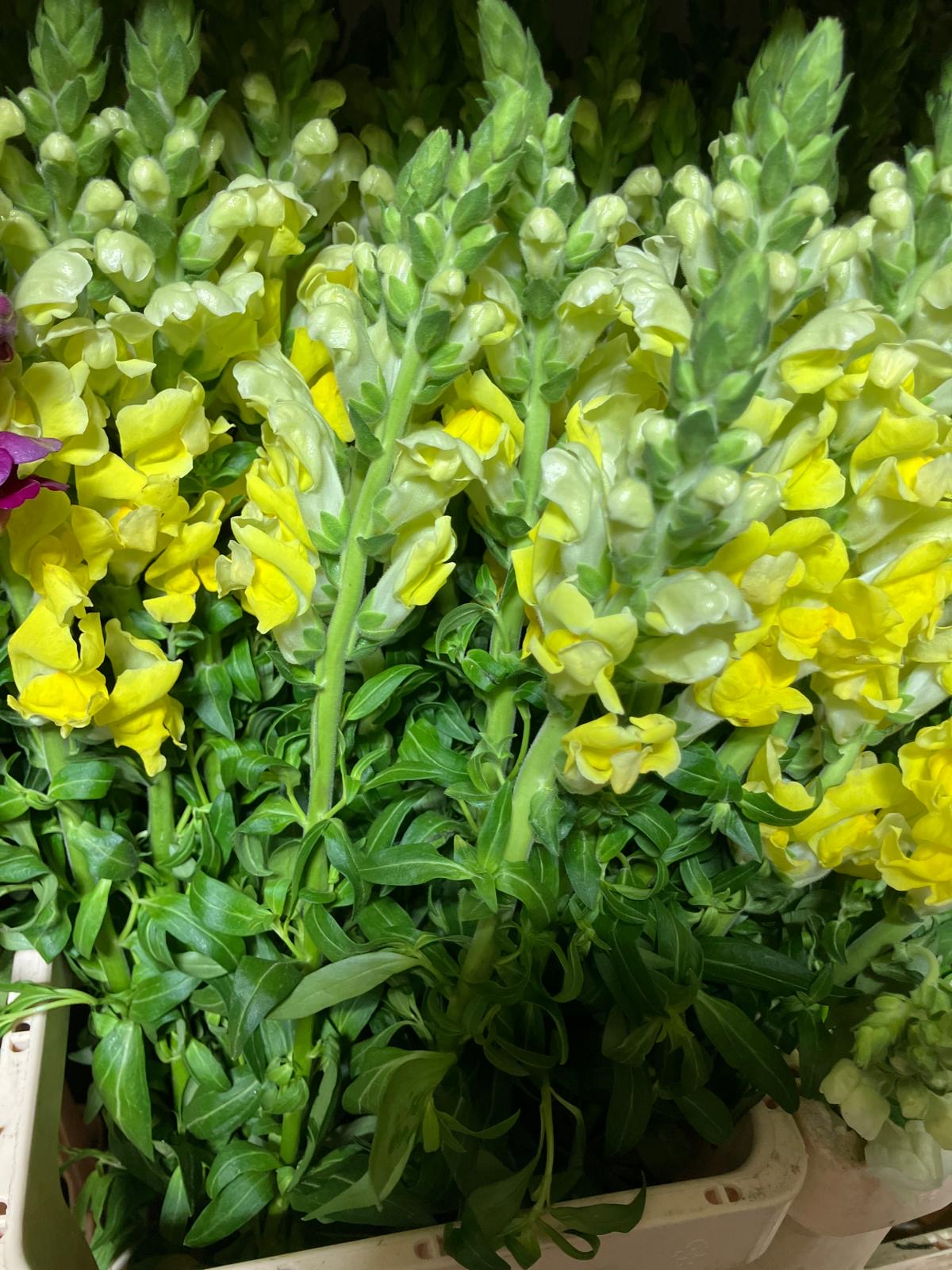 Snapdragon