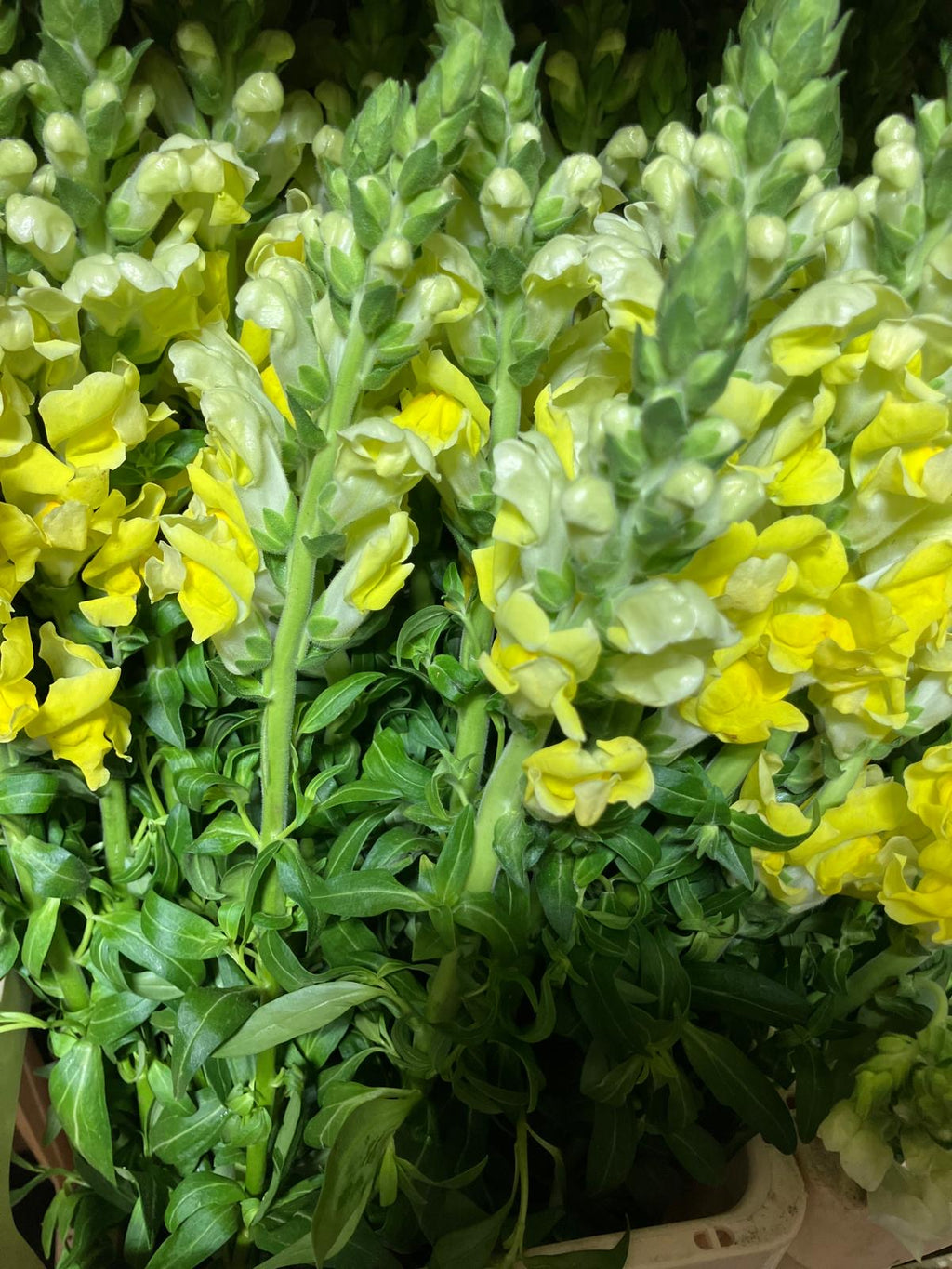 Snapdragon