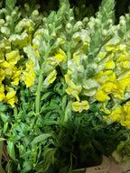 Snapdragon
