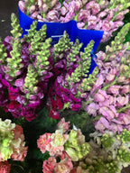 Snapdragon