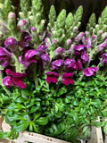 Snapdragon