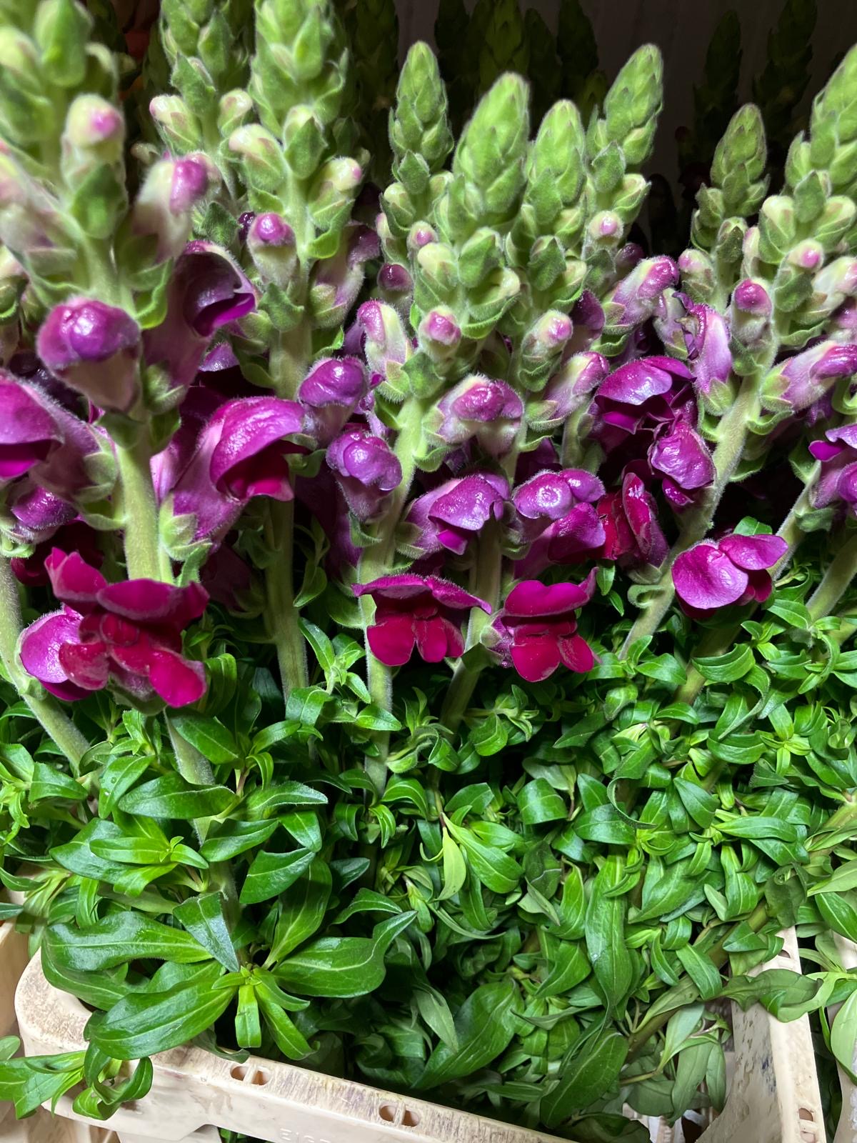 Snapdragon