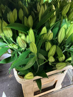 Lilies