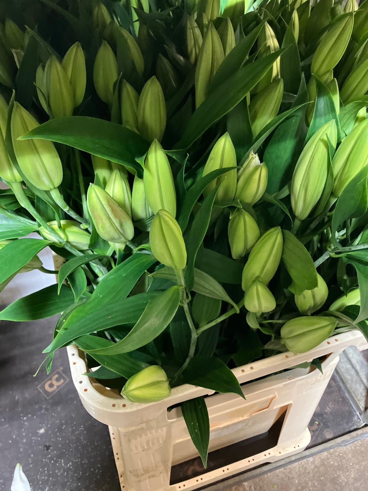 Lilies