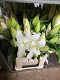 Lilies
