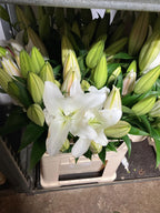 Lilies
