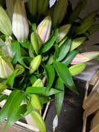 Lilies