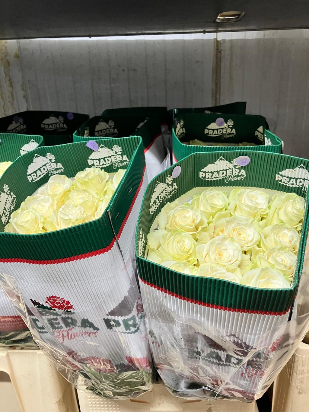 Ecuadorian ROSE