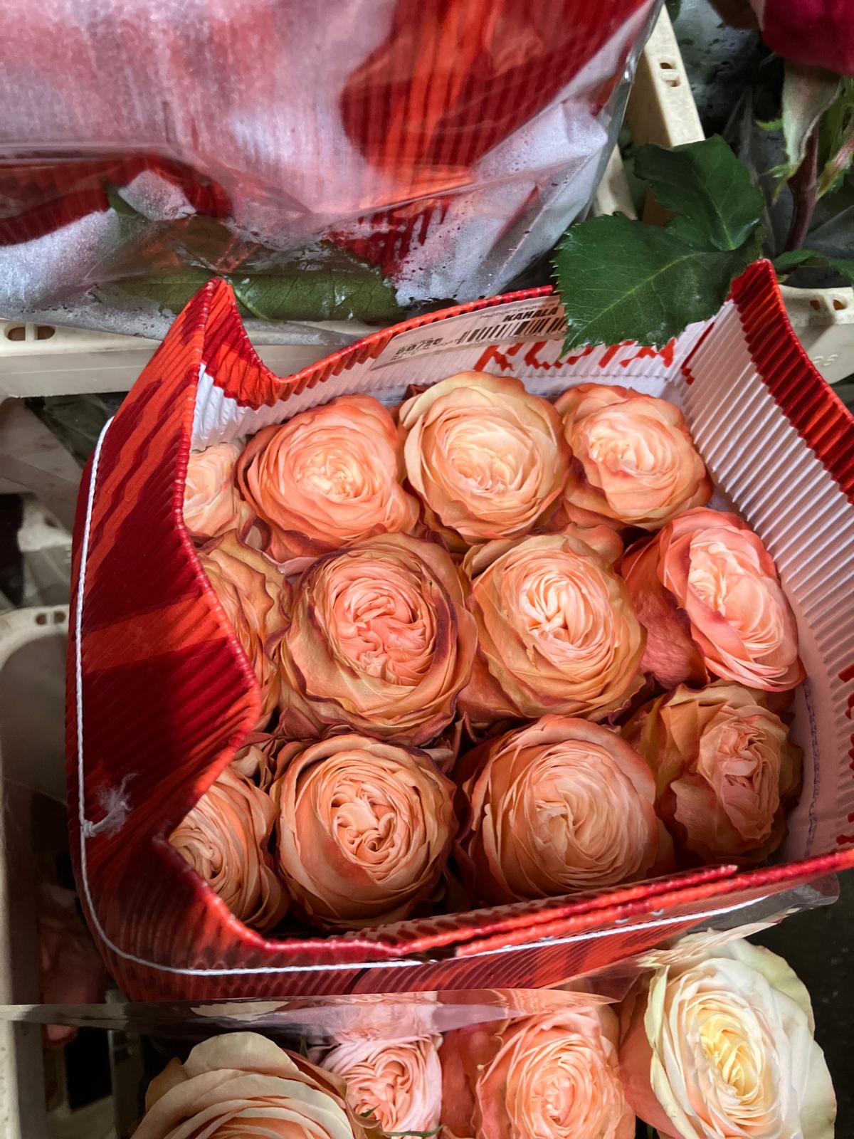 Ecuadorian ROSE