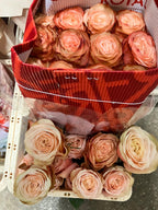 Ecuadorian ROSE