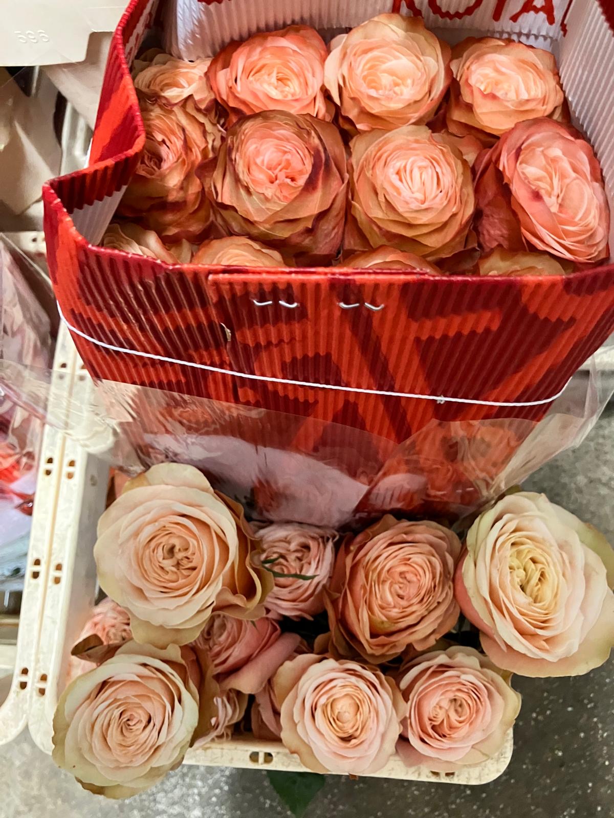 Ecuadorian ROSE