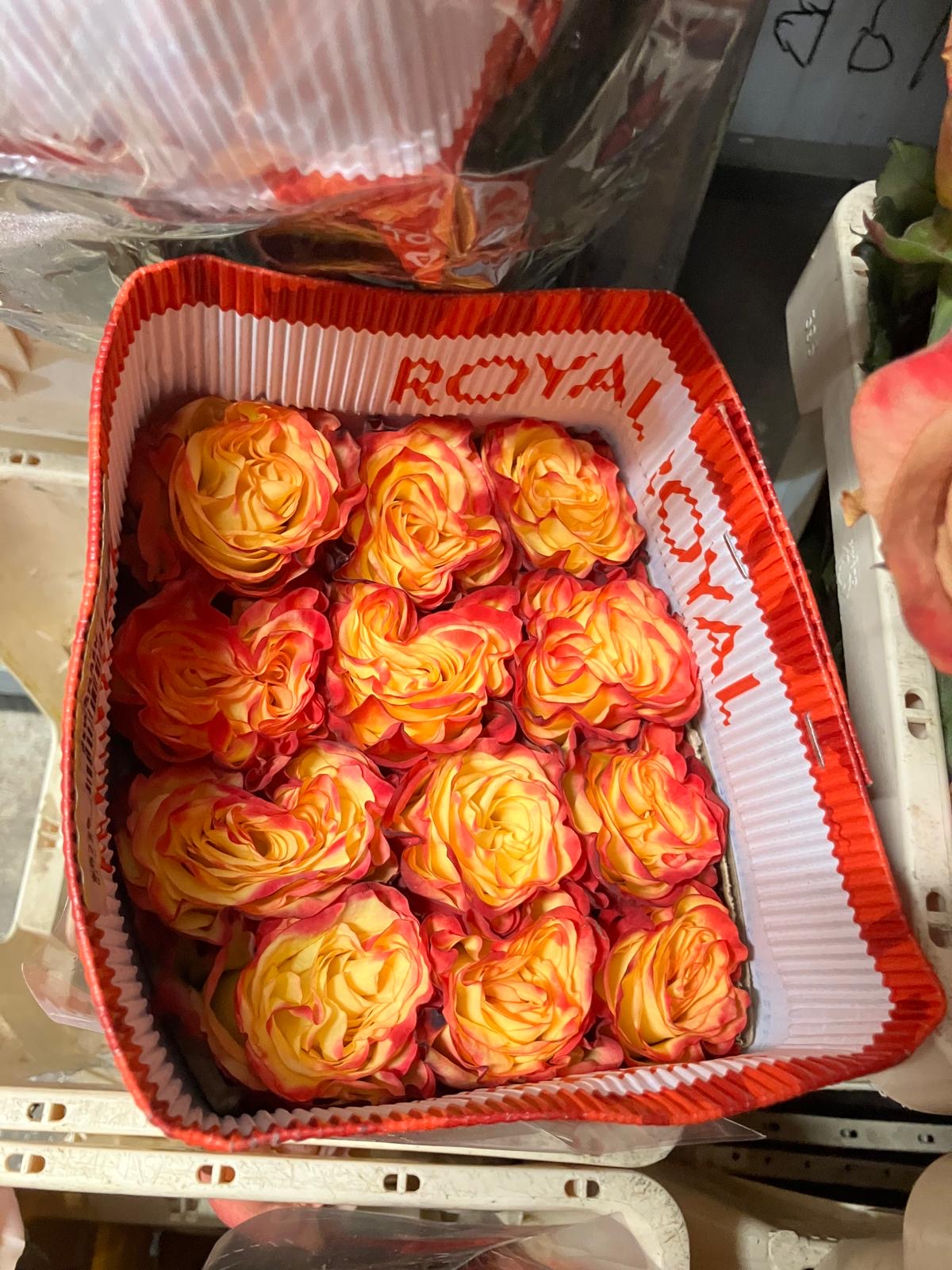 Ecuadorian ROSE