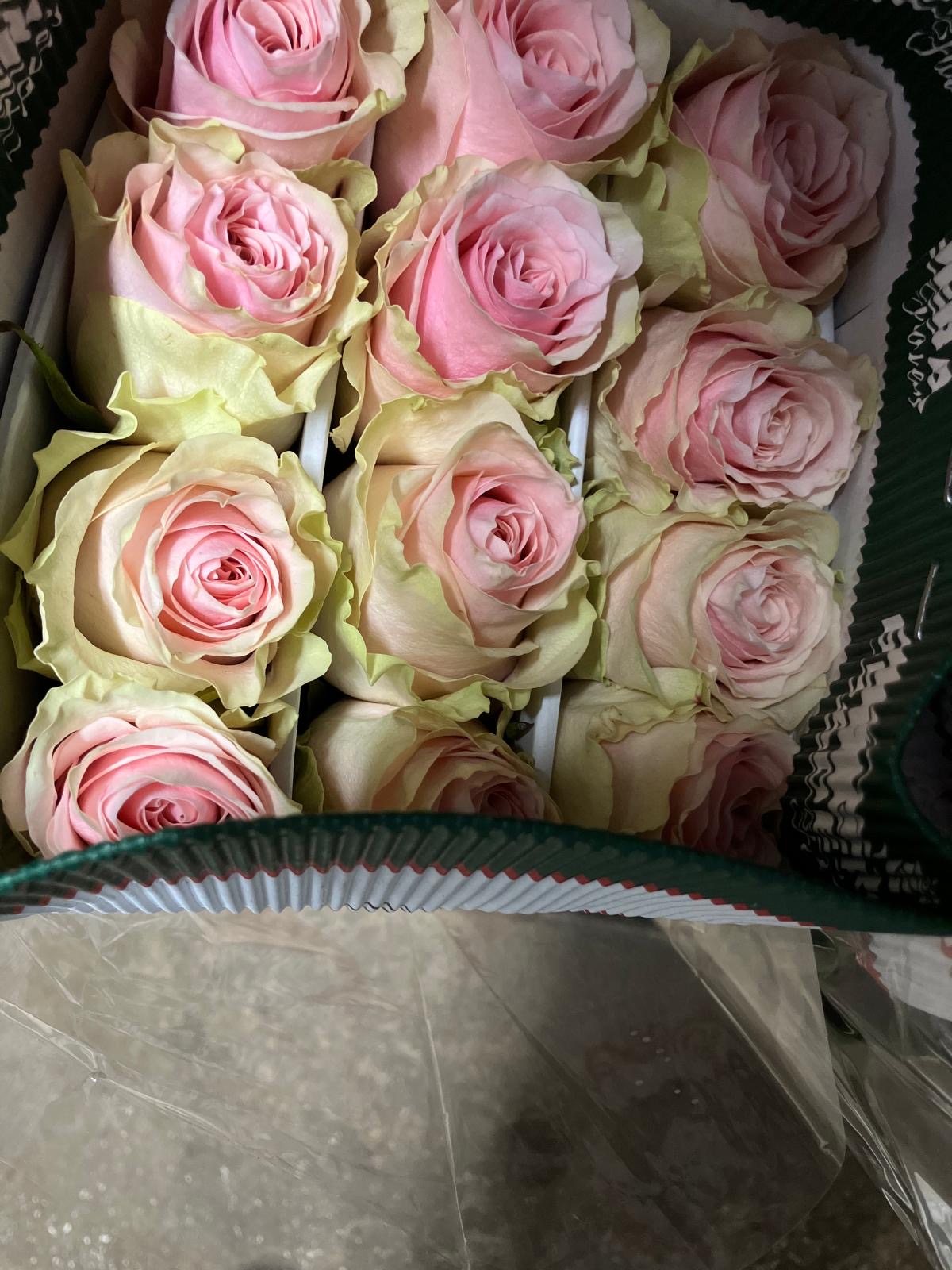 Ecuadorian ROSE