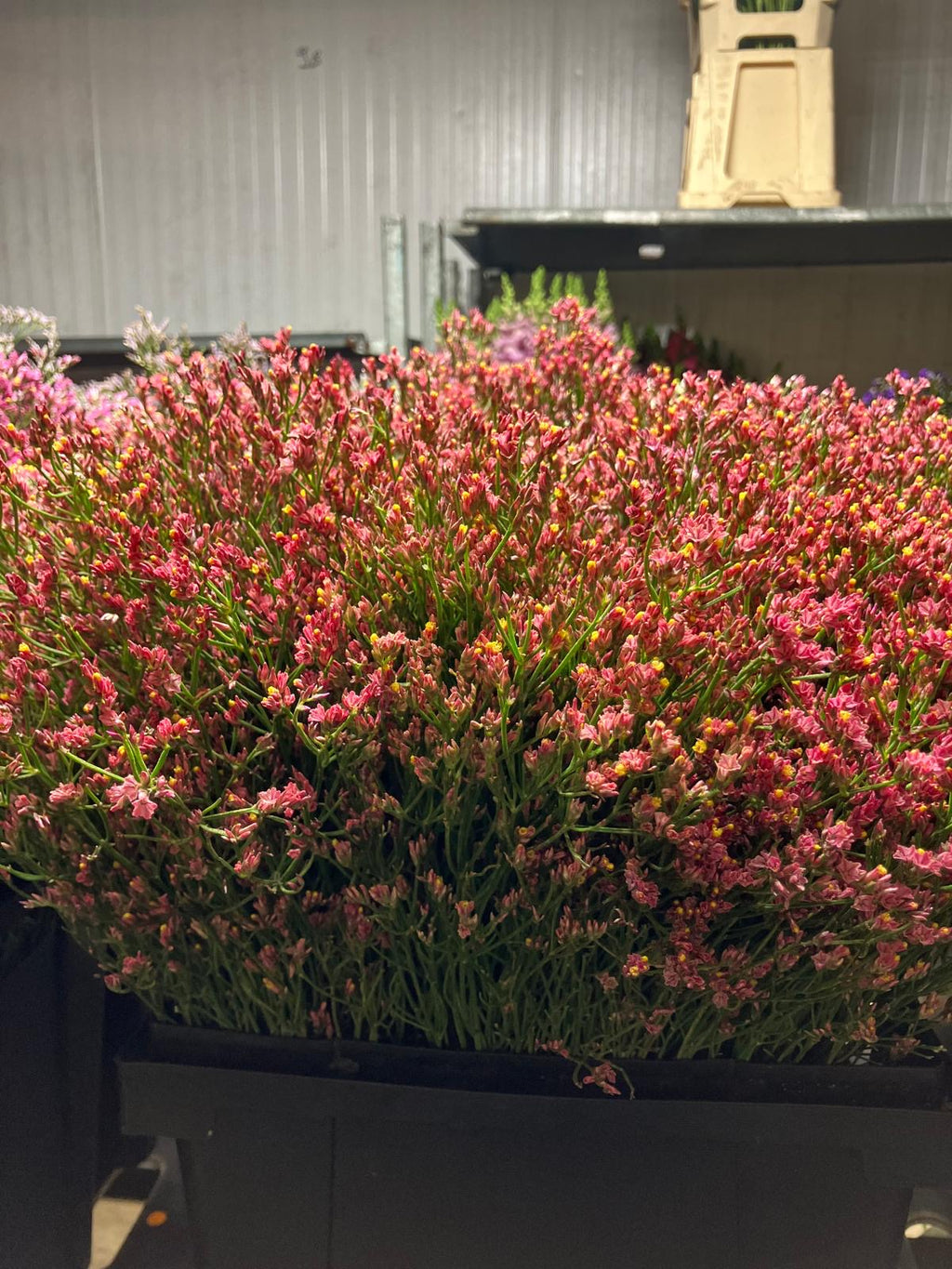 Limonium