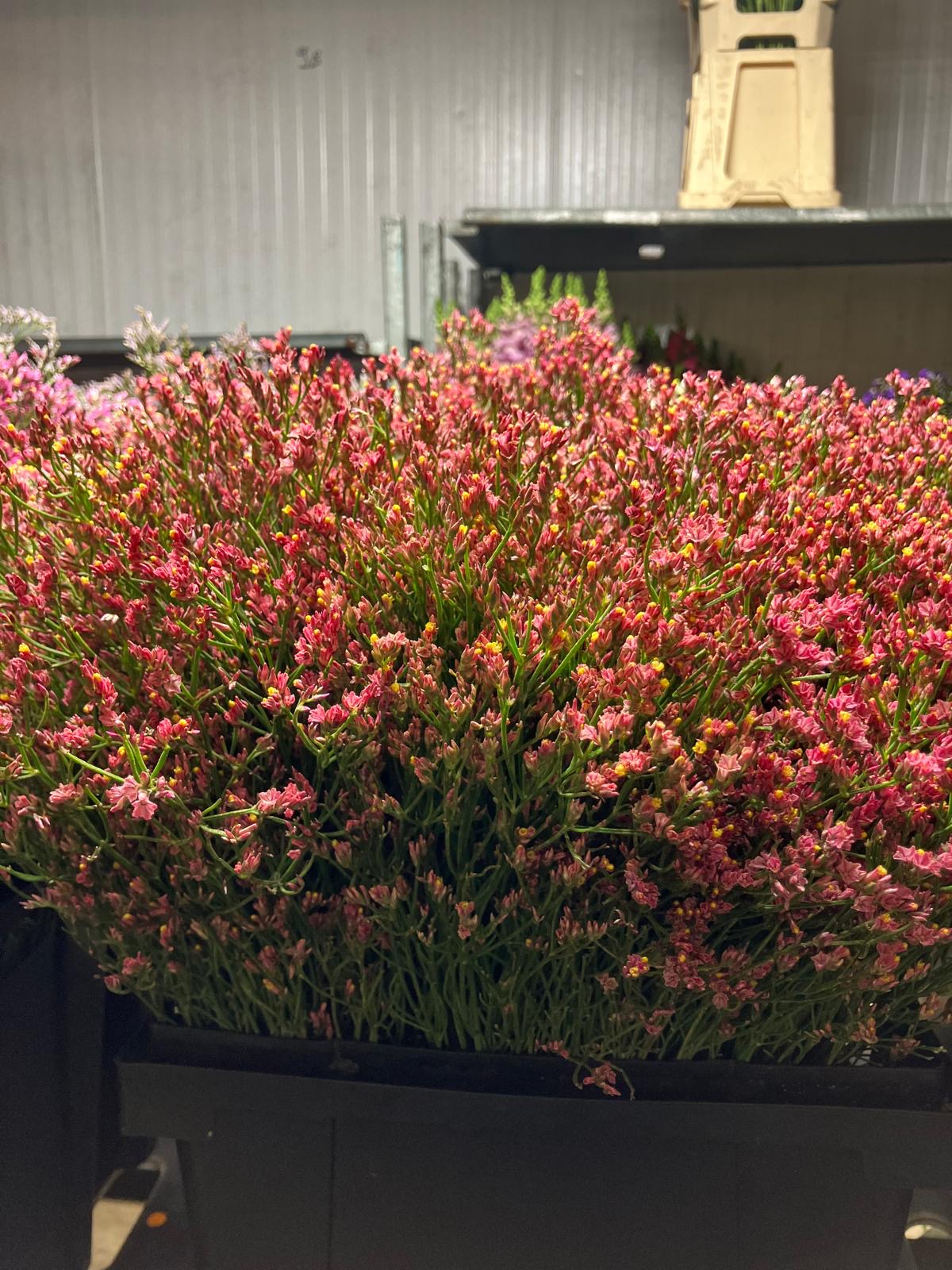 Limonium