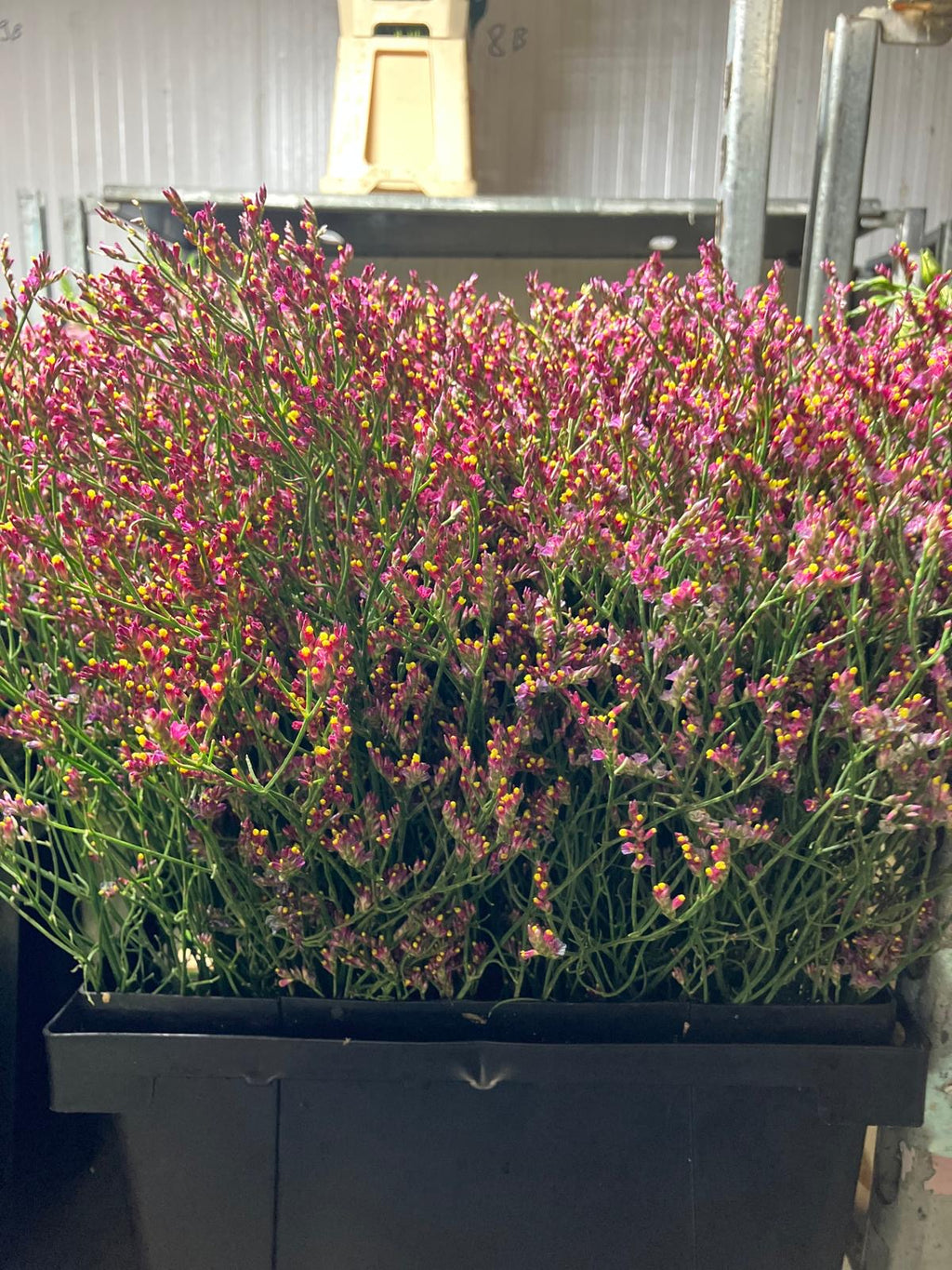 Limonium