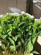 Phlox