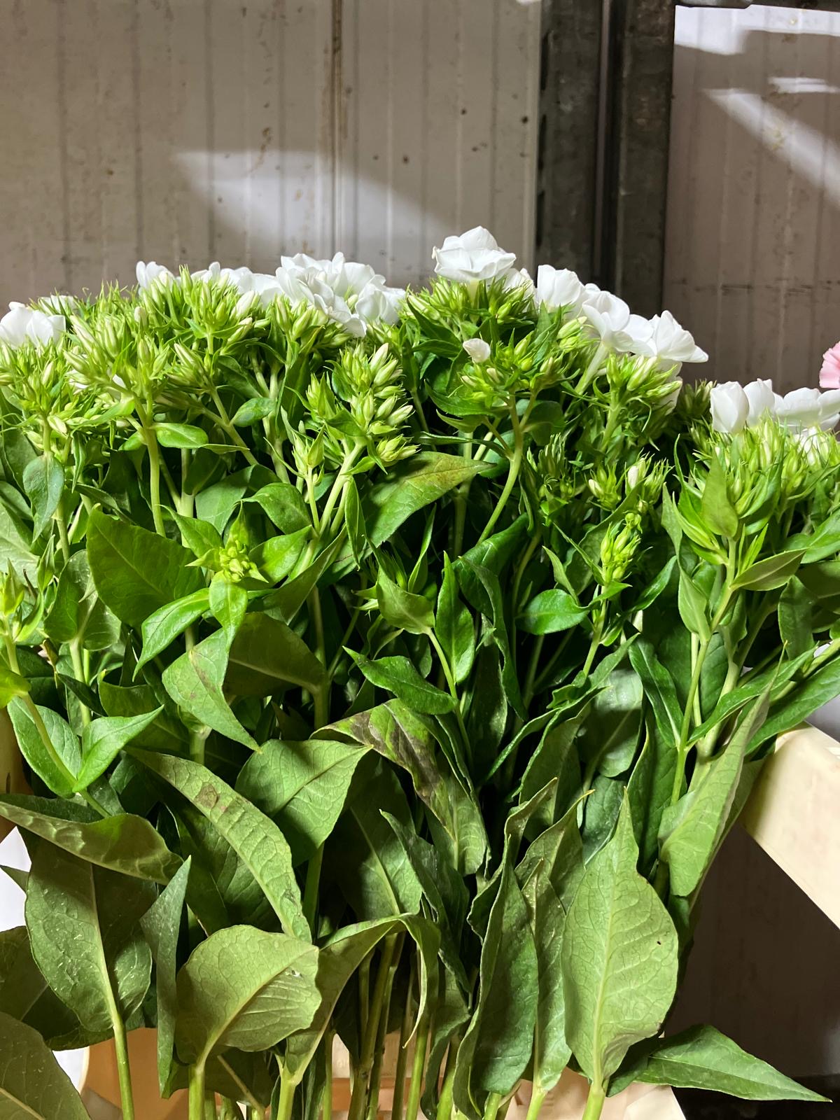 Phlox
