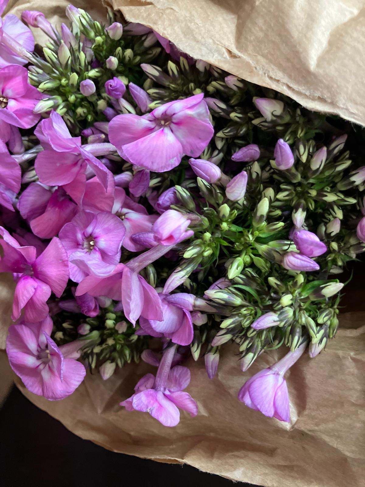 Phlox