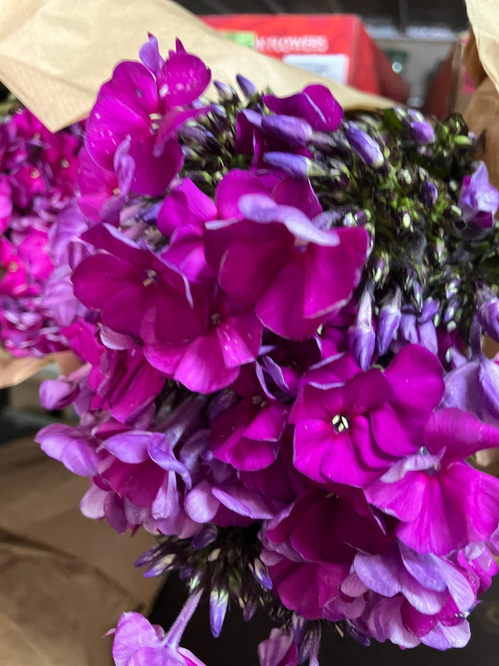 Phlox