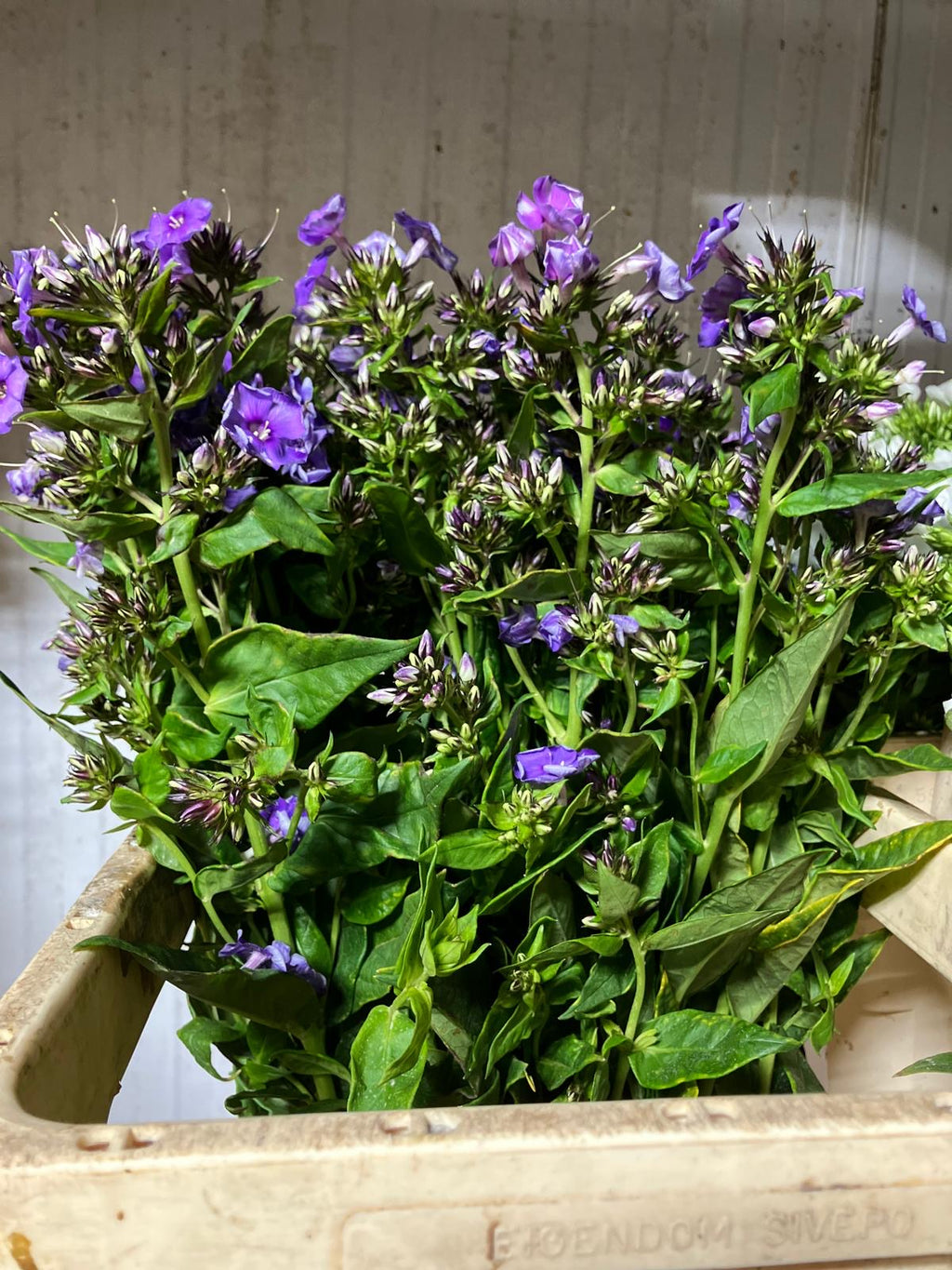 Phlox