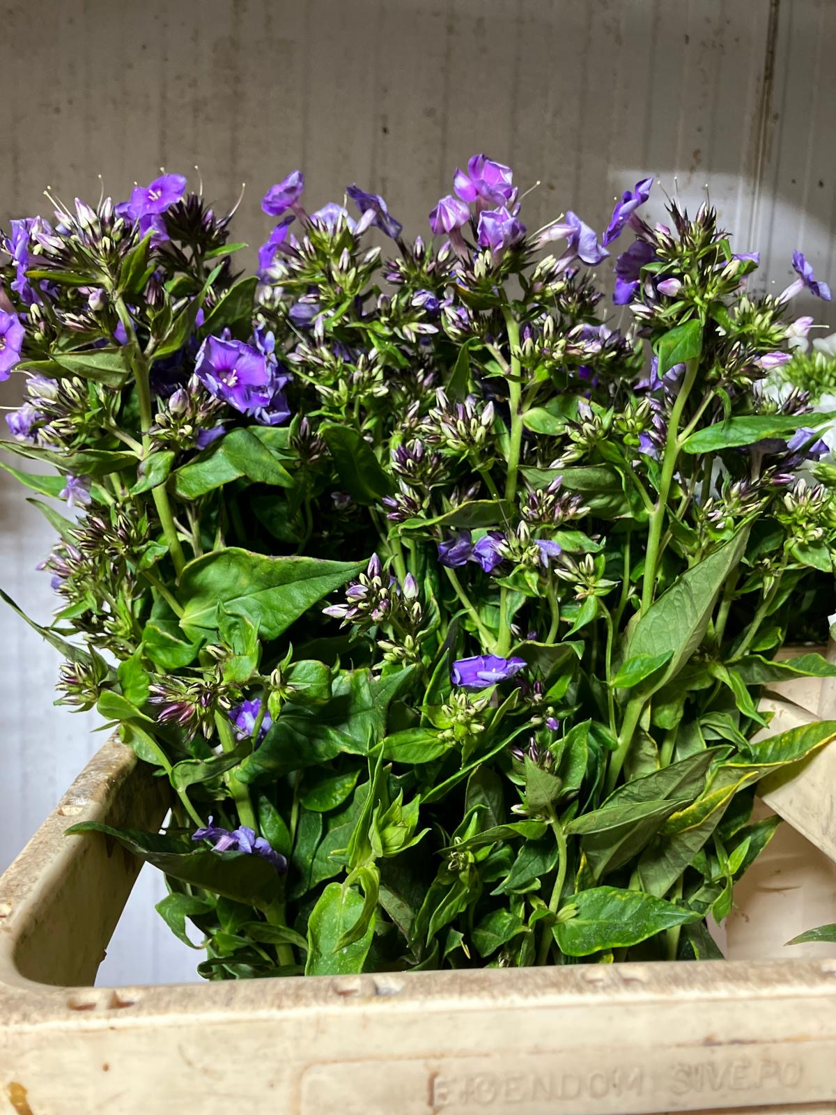 Phlox