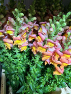 Snapdragon