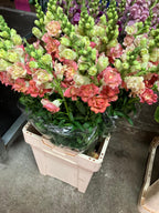 Snapdragon