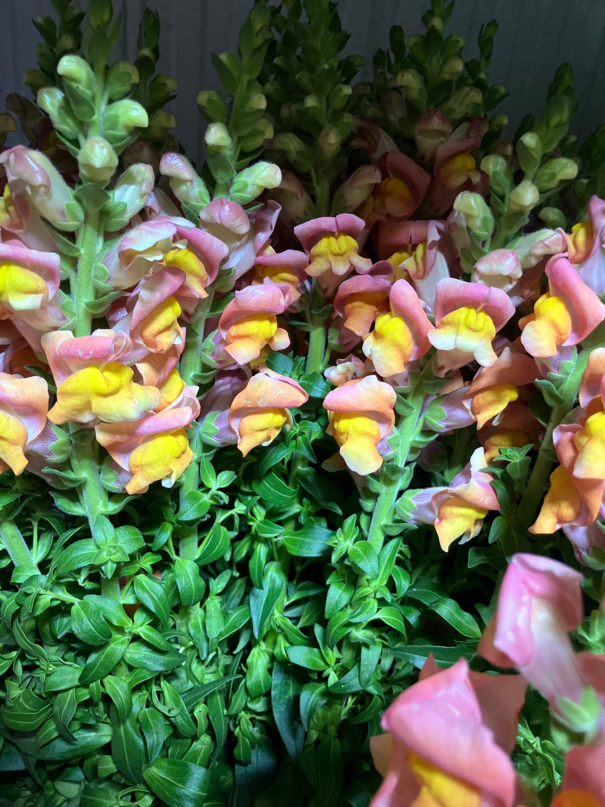 Snapdragon