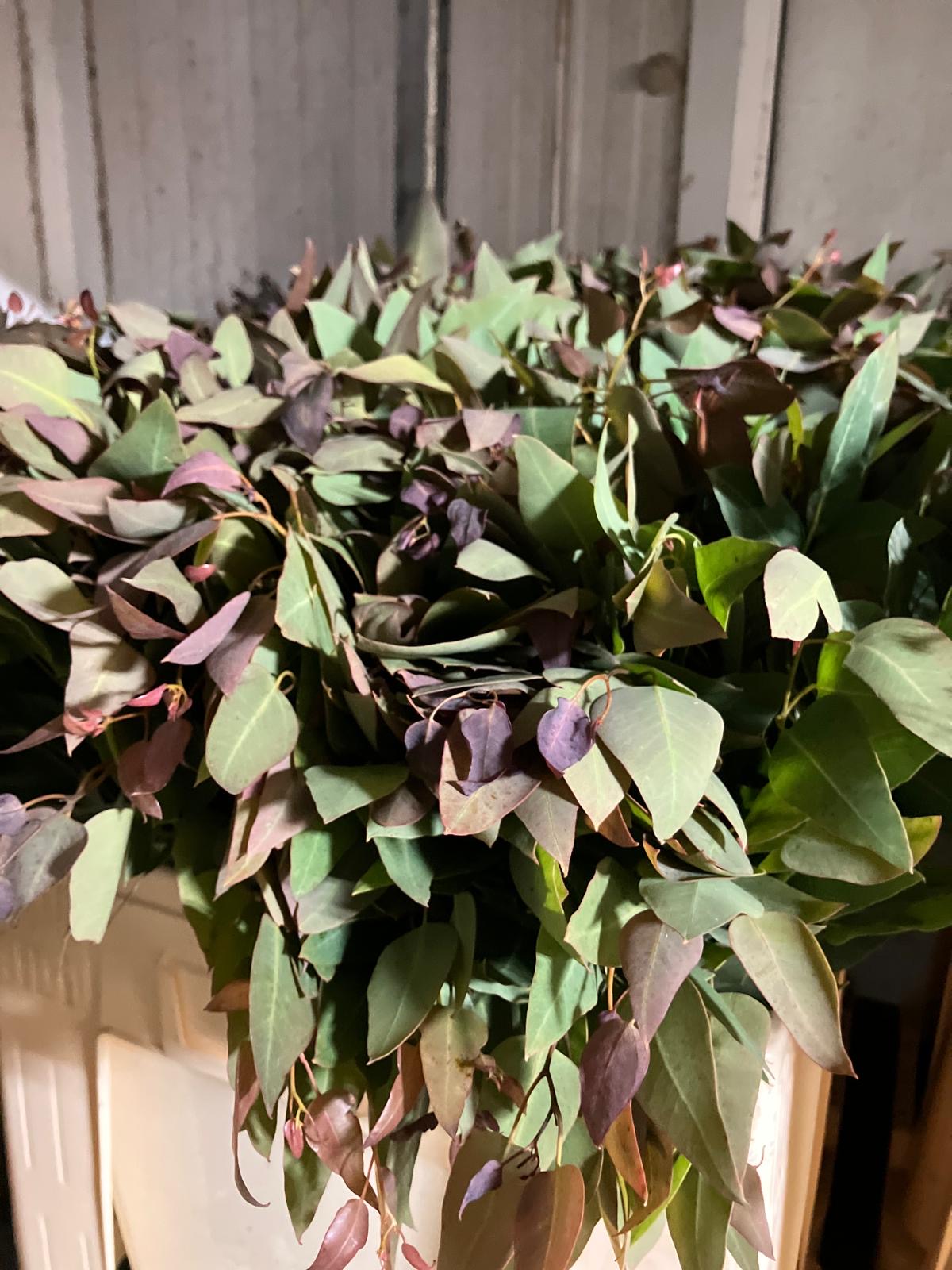Seasonal Eucalyptus