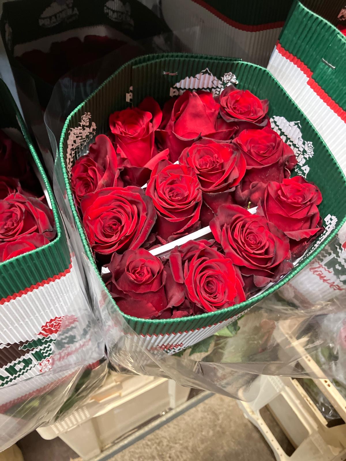 Ecuadorian ROSE