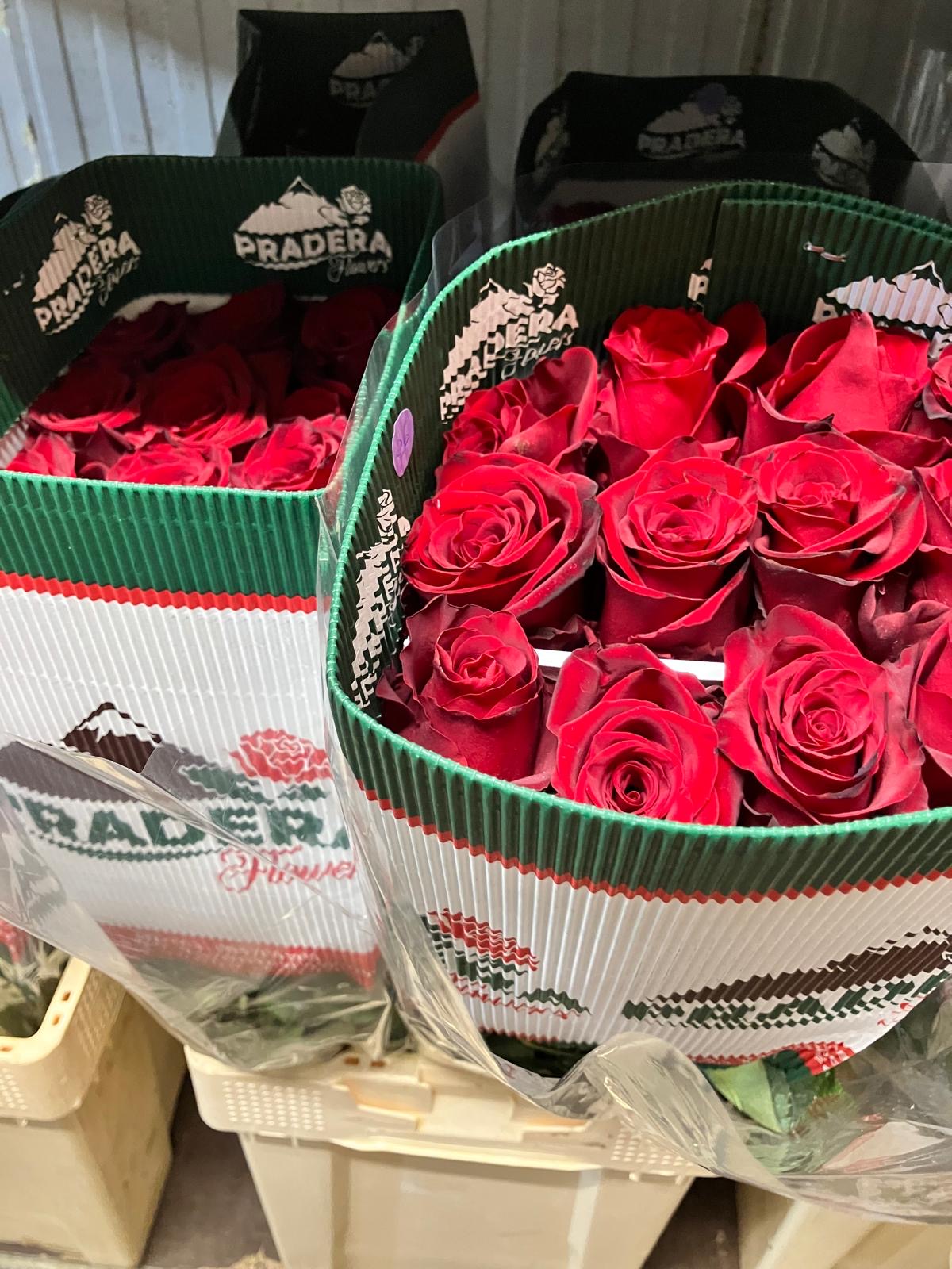 Ecuadorian ROSE
