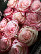 Ecuadorian ROSE
