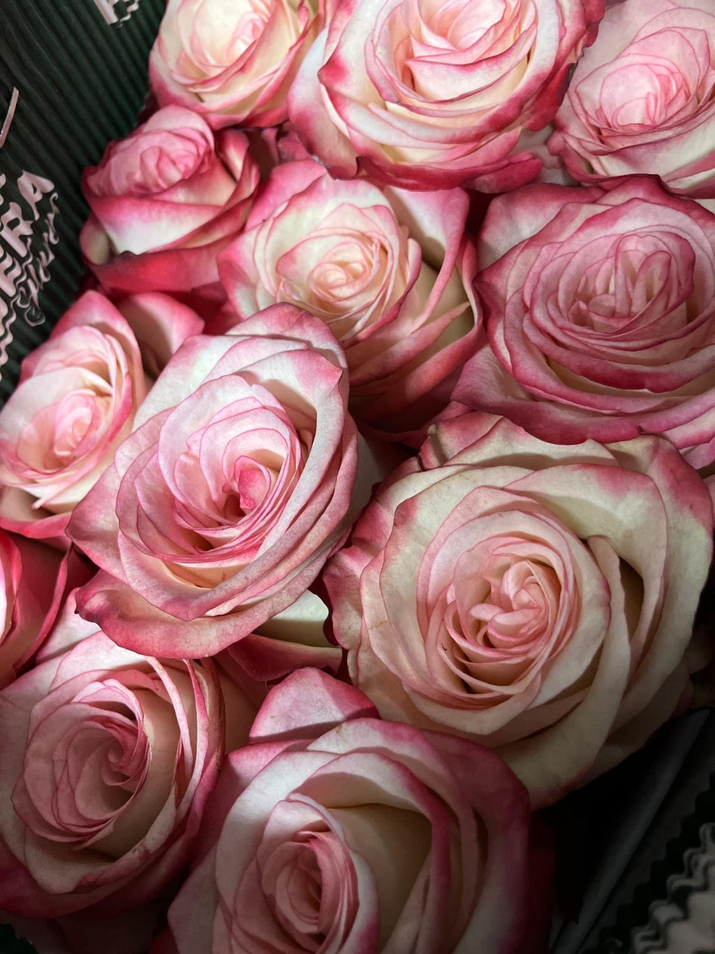 Ecuadorian ROSE