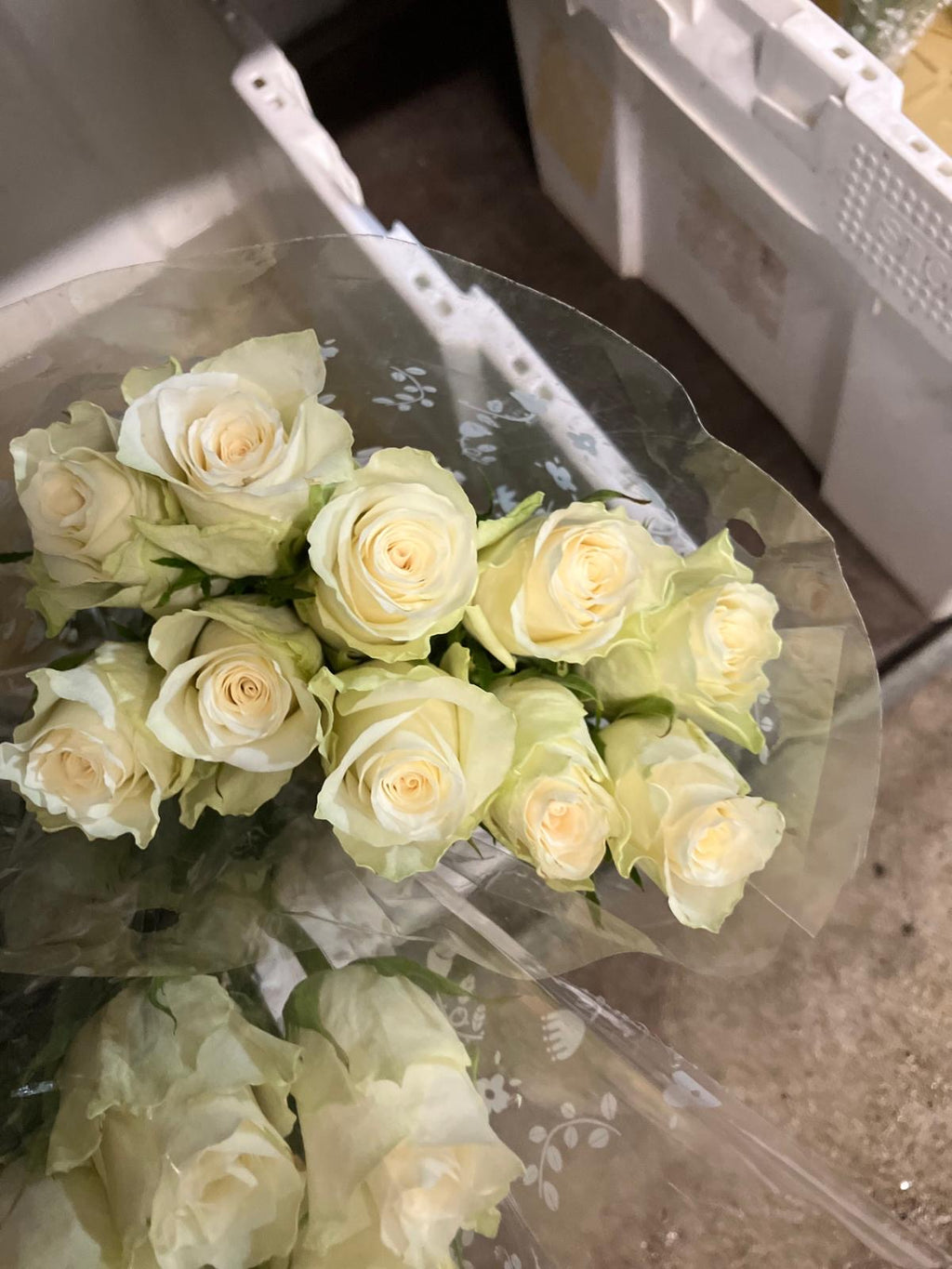 African rose