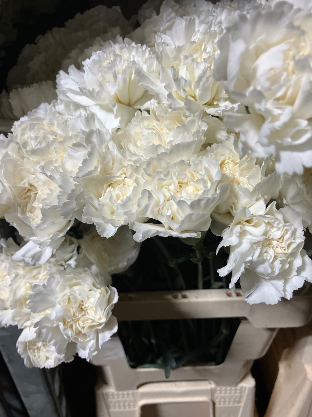 Carnation