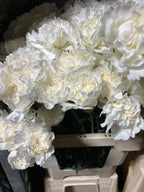 Carnation